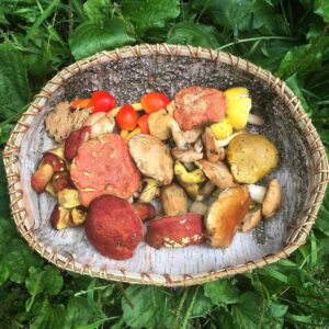 Introduction to Wild Mushrooms @ Evergreen Cemetery | Portland | Maine | United States